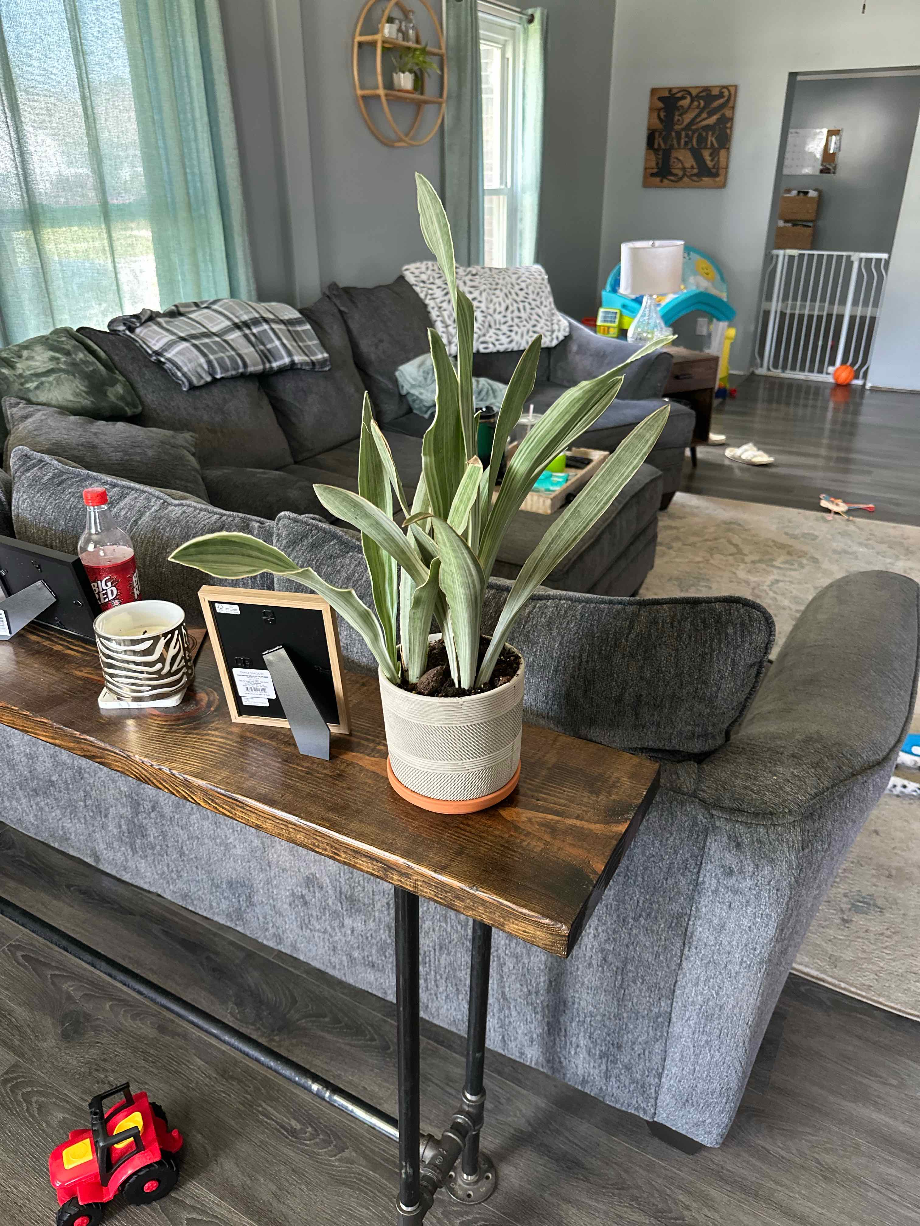 Photo of the plant species Metallica Snake Plant by @StableAsarina named Jafar on Greg, the plant care app