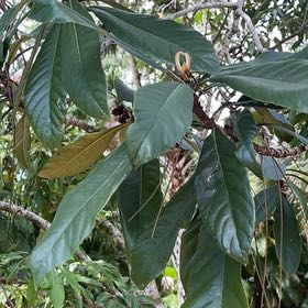 Photo of the plant species Sweetheart Lychee Tree by @ExpertEncina91 named Peter Parker on Greg, the plant care app