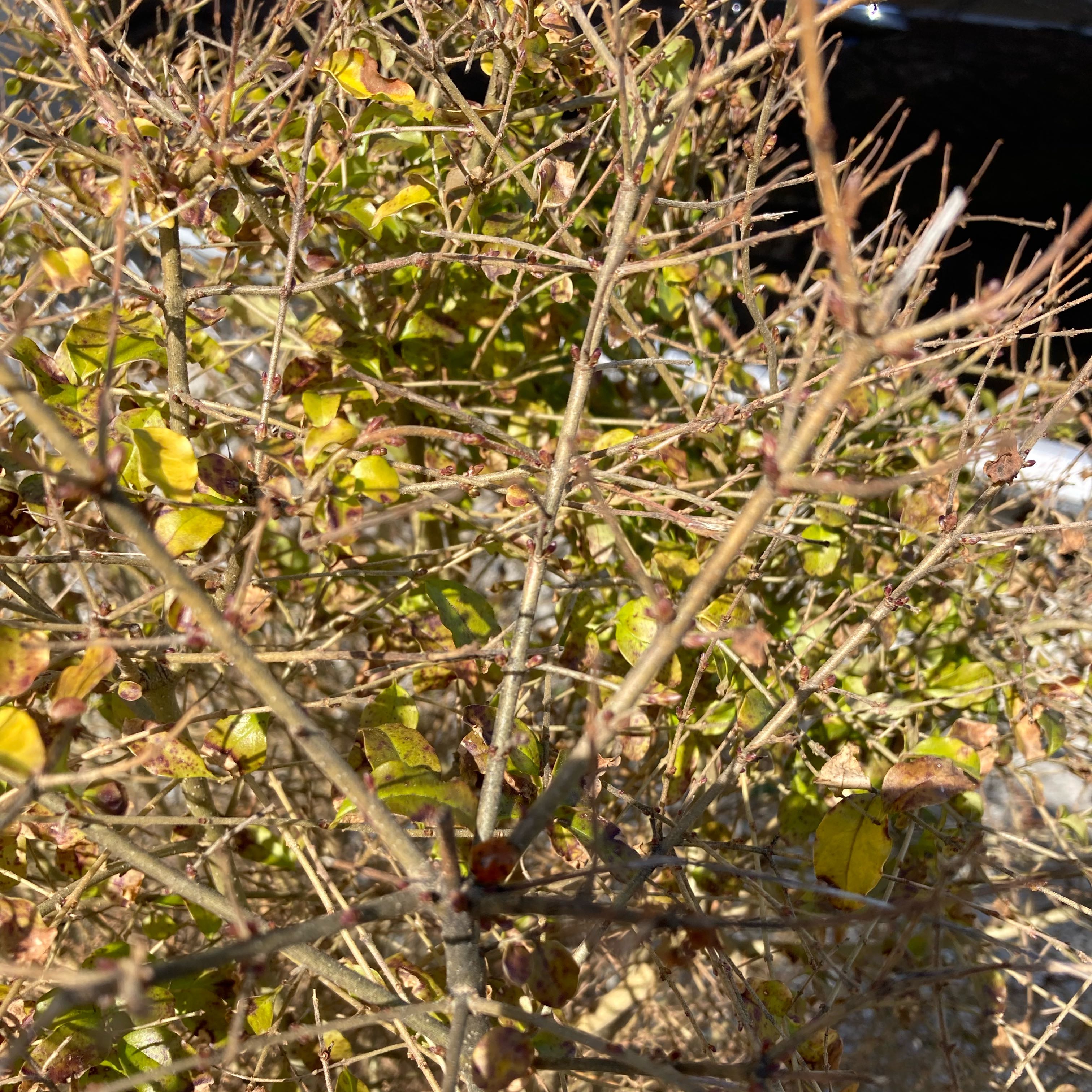Photo of the plant species Chrysojasminum fruticans by @AssuredMexico57 named Xena on Greg, the plant care app