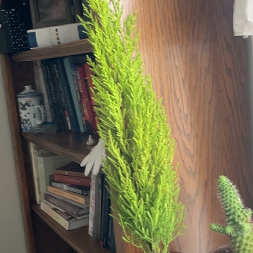 Photo of the plant species Lemon Cypress 'Goldcrest Wilma' by @MellowPandan93 named Carlotta on Greg, the plant care app