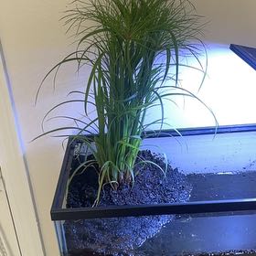 Photo of the plant species King Tut Papyrus by @MellowPandan93 named Paplin on Greg, the plant care app