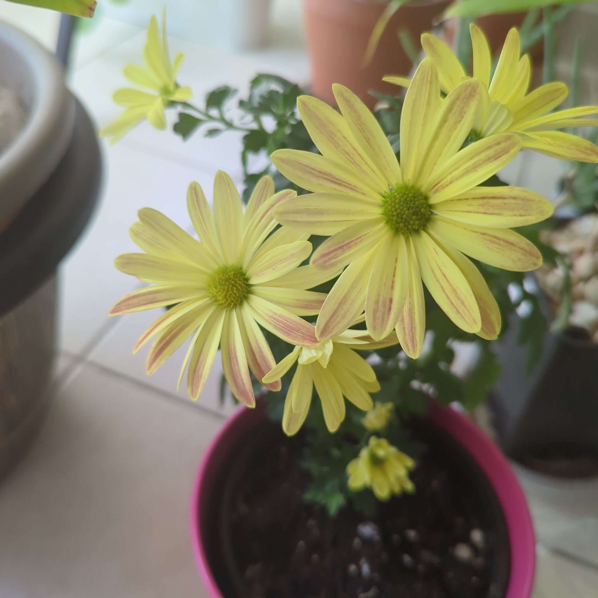 Photo of the plant species Indian Chrysanthemum by @RightlySilktree named James Dean on Greg, the plant care app