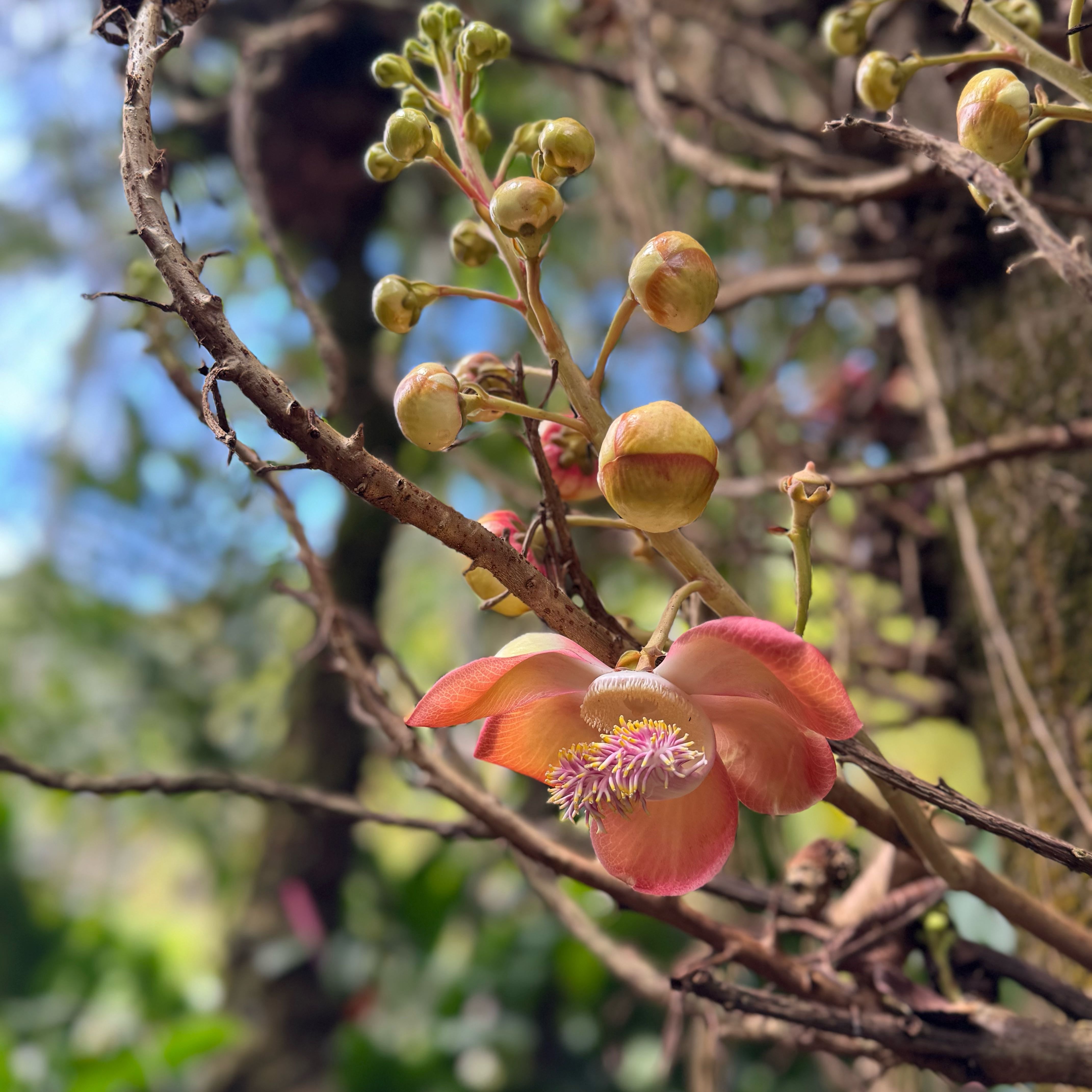 Plant care for Eschweilera neblinensis on Greg, the plant care app