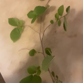 Photo of the plant species Skyline Honeylocust Tree by @AppetentGutweed named Baesil on Greg, the plant care app