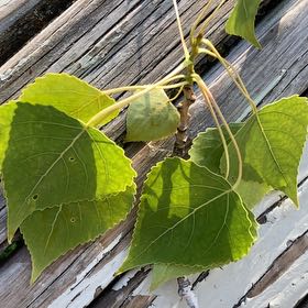 Photo of the plant species Black Poplar by @AppetentGutweed named Sage on Greg, the plant care app