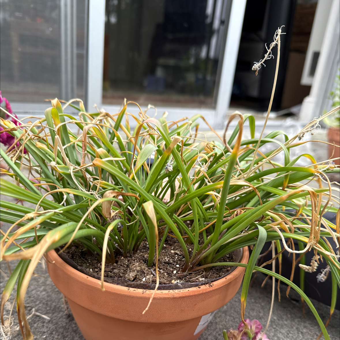 Photo of the plant species Blue moon by @LightJuniper21 named Daphne on Greg, the plant care app