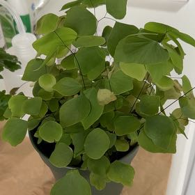 Photo of the plant species Peruvian Maidenhair Fern by @WiseMameysapote named Spike Leaves on Greg, the plant care app