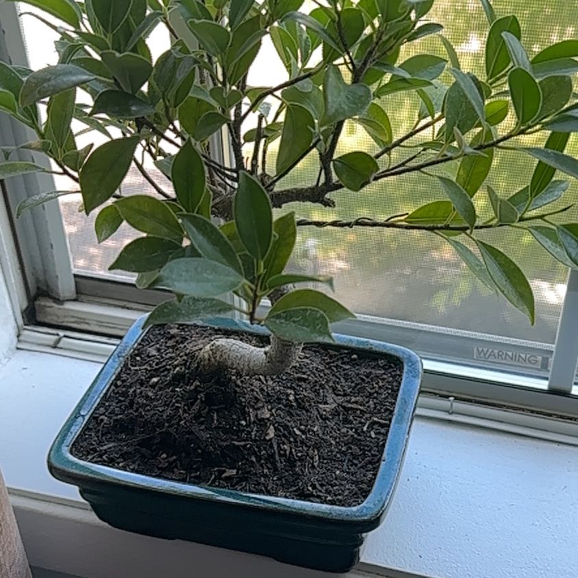 Photo of the plant species Golden Gate Ficus by @ElatedSafflower named Einstein on Greg, the plant care app