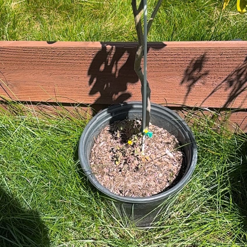 Photo of the plant species Limequat by @Turquoisely named Gobi on Greg, the plant care app