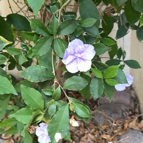 Photo of the plant species Brazil Raintree by @Turquoisely named Gates on Greg, the plant care app