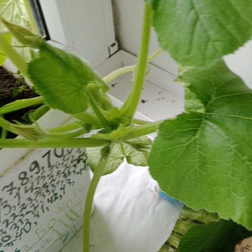 Кабачок Ленуца F1