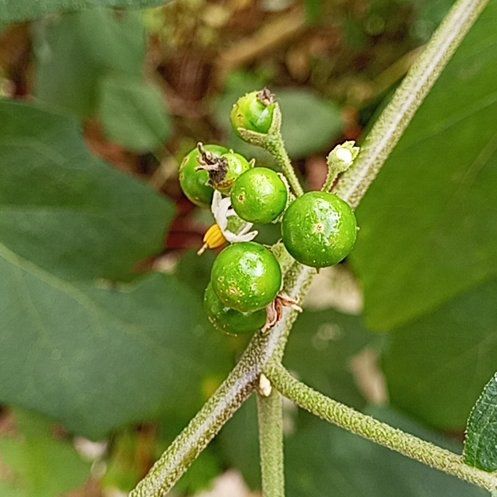 Photo of the plant species American Black Nightshade by @QuietBroom34 named Beckham on Greg, the plant care app