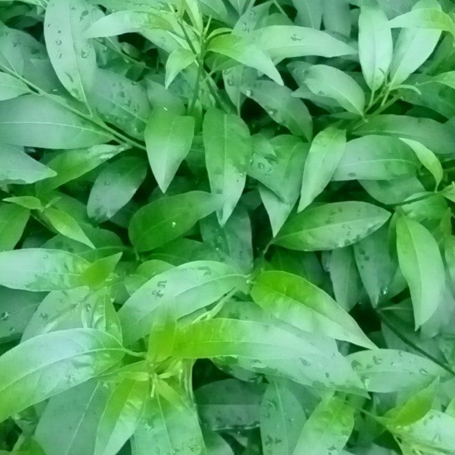 Photo of the plant species Night-Blooming Jessamine by @QuietBroom34 named Muhammad Ali on Greg, the plant care app