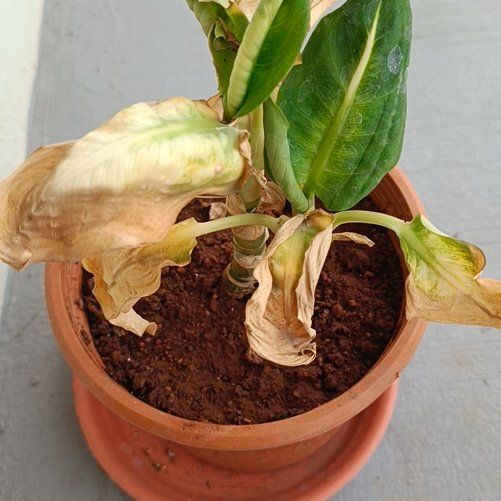 Photo of the plant species Dieffenbachia 'White Flame' by @YesWaiuatua19 named Dolores on Greg, the plant care app