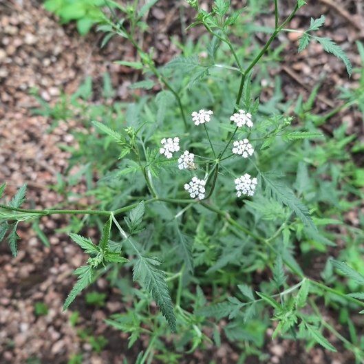 Photo of the plant species Spreading Hedgeparsley by @HappyMint39 named Gaga on Greg, the plant care app