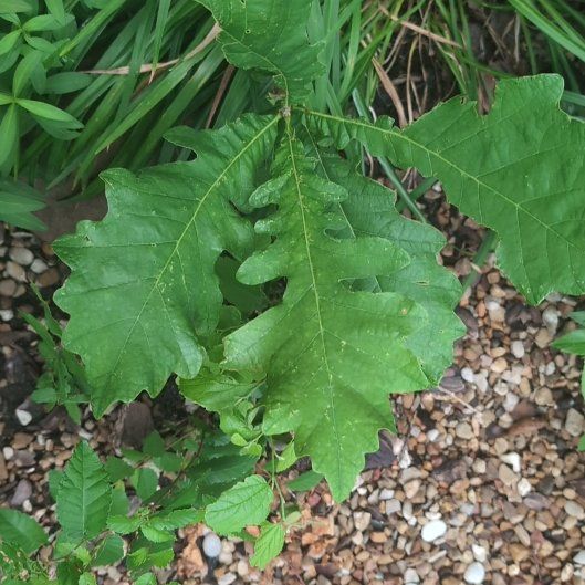 Photo of the plant species Bur Oak by @HappyMint39 named Nithin on Greg, the plant care app
