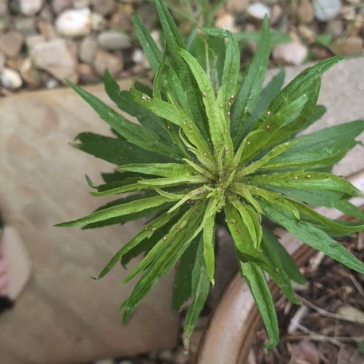 Photo of the plant species Canadian Fleabane by @HappyMint39 named Anne on Greg, the plant care app
