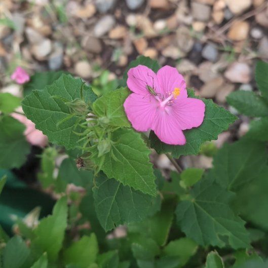 Photo of the plant species Pavonia Lasiopetala by @HappyMint39 named Duke on Greg, the plant care app