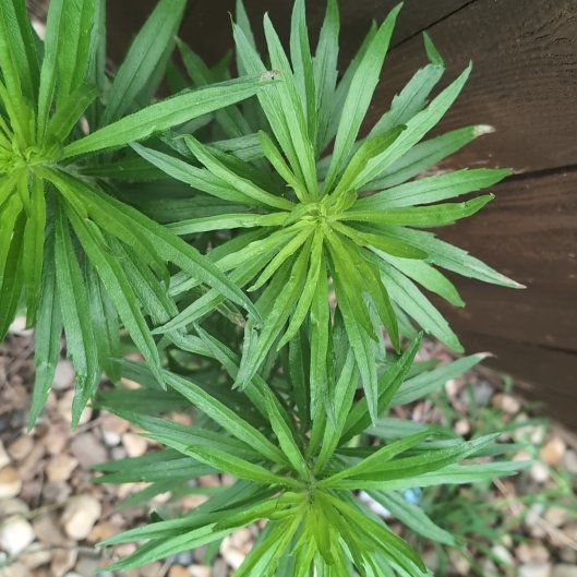 Photo of the plant species Canadian Fleabane by @HappyMint39 named McKinley on Greg, the plant care app