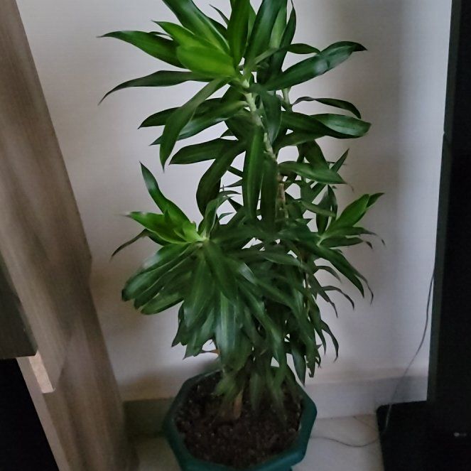 Photo of the plant species Draceana by @FabFeijoa94 named Aria on Greg, the plant care app