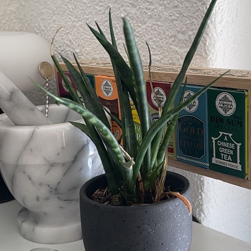 Photo of the plant species Sanseveria fernwood by @JoyousDyebush named Tree Diddy on Greg, the plant care app