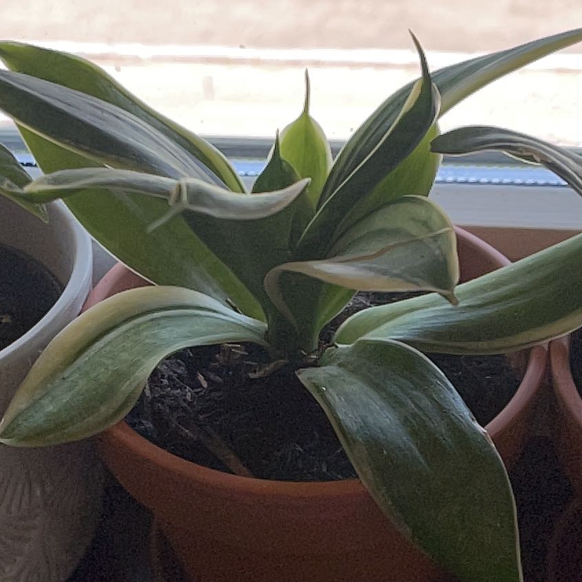 Photo of the plant species Black Gold Snake Plant by @JoyousDyebush named Muhammad Ali on Greg, the plant care app