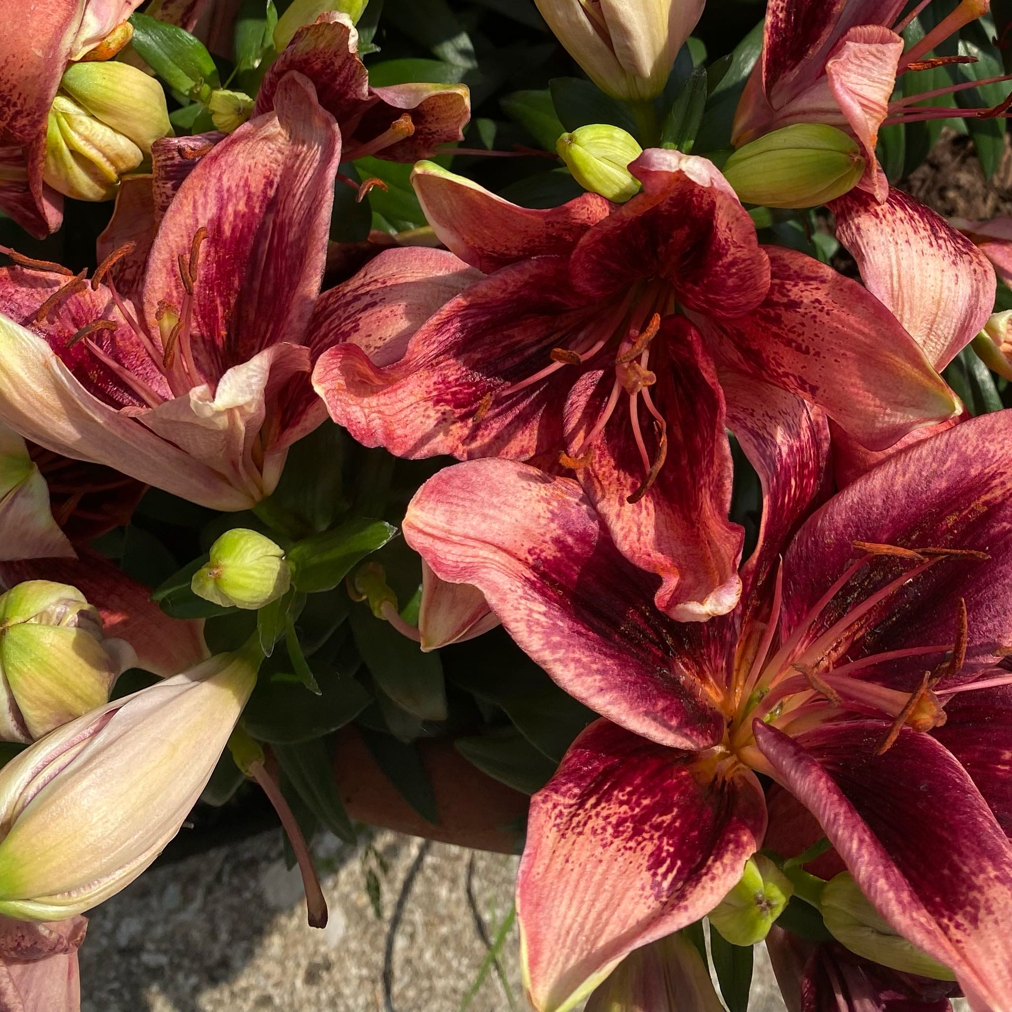 Photo of the plant species Asian lily by @LegitTimeout1 named Austen on Greg, the plant care app