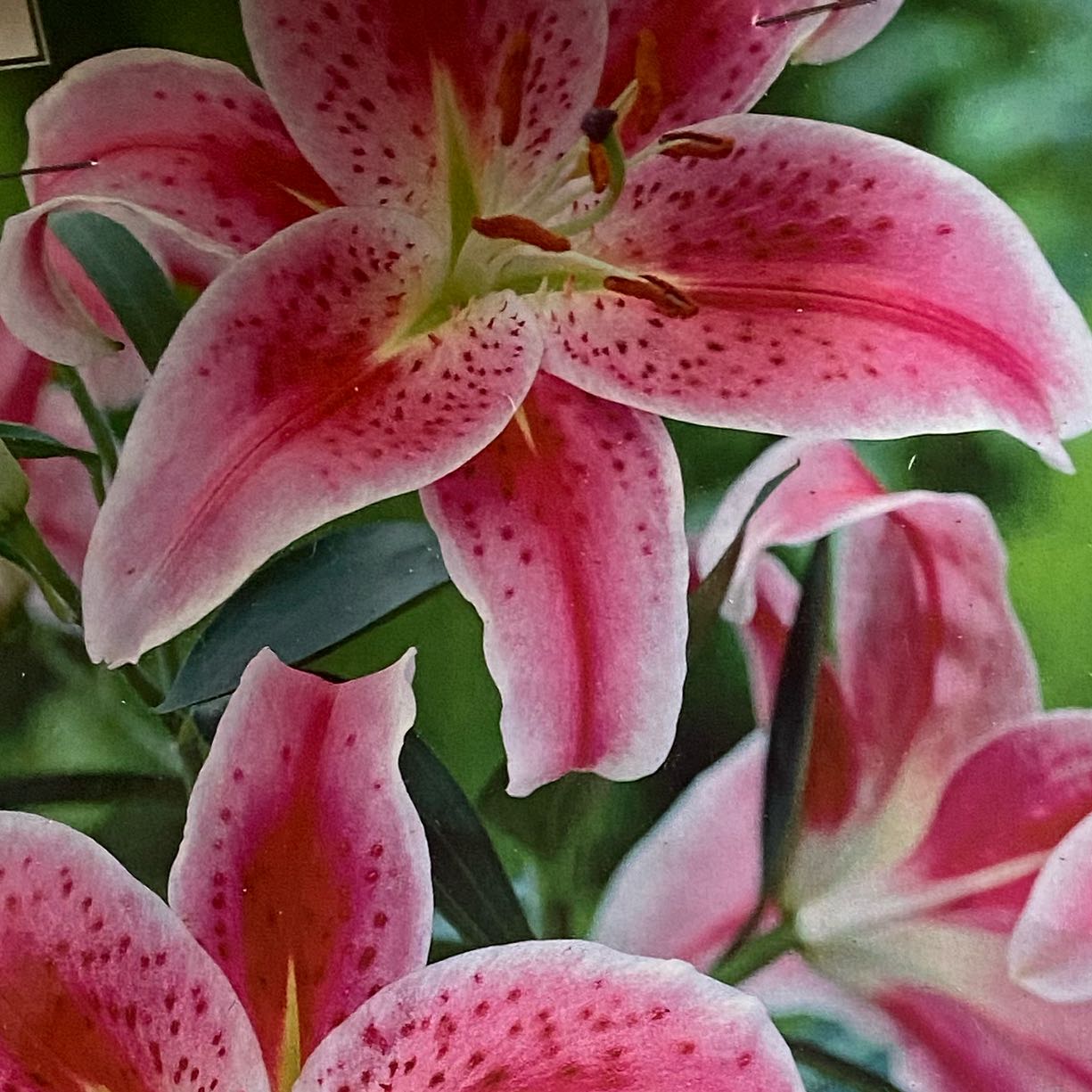 Photo of the plant species Star Gazer Lily by @LegitTimeout1 named Girlfrond on Greg, the plant care app