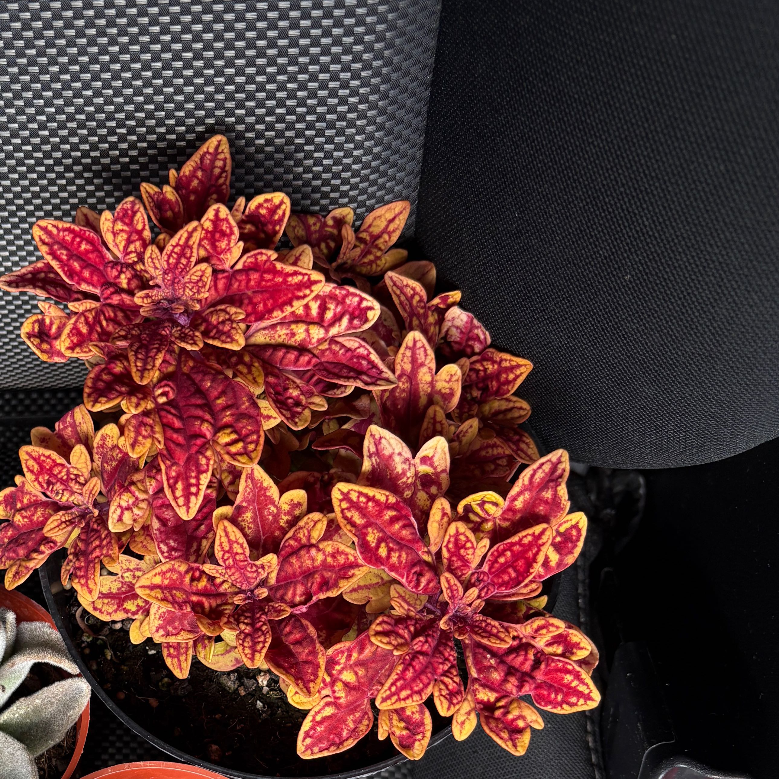 Photo of the plant species Coleus 'Marrakesh' by @RightfullyChia named Beyonce on Greg, the plant care app