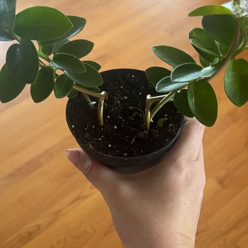 Photo of the plant species Hoya australis 'Bordvare' by @dellae named Girlfrond on Greg, the plant care app