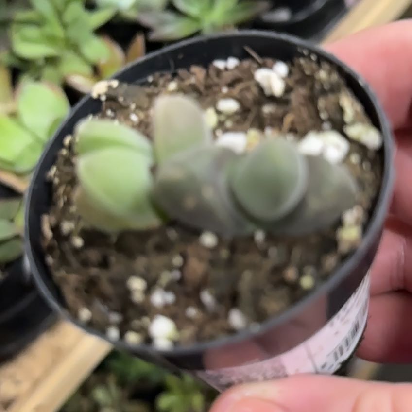 Photo of the plant species Gibbaeum heathii by @BeefyKatsura84 named Gimbel on Greg, the plant care app