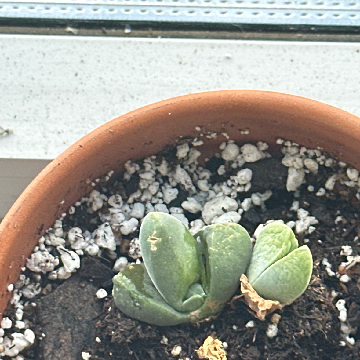 Photo of the plant species Gibbaeum heathii by @BeefyKatsura84 named Gimbel on Greg, the plant care app