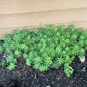 Photo of the plant species Winter Aconite by @ZestSaucerplant named Bodhi on Greg, the plant care app