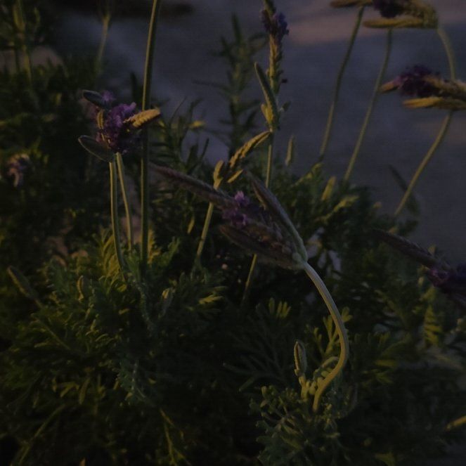Photo of the plant species Fernleaf Lavender by @PetAloevera54 named Ophelia on Greg, the plant care app