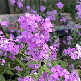 Photo of the plant species Dame's Rocket by @EminentCatmint named Oscar on Greg, the plant care app