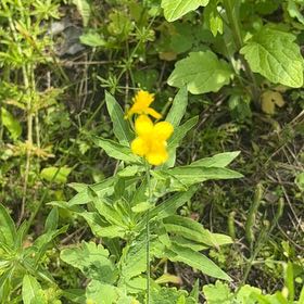 Photo of the plant species Sundrops by @EminentCatmint named Foxxy on Greg, the plant care app