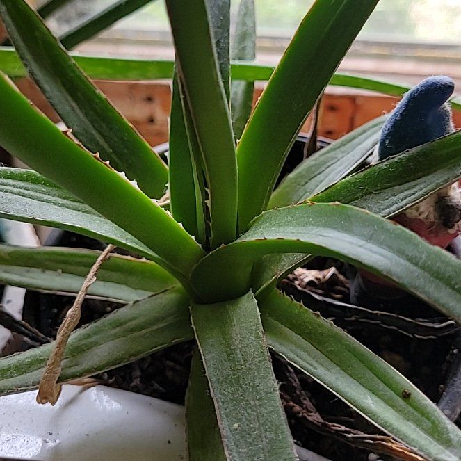 Photo of the plant species Agave victoria-reginae by @NativeCanna66 named Sanders on Greg, the plant care app