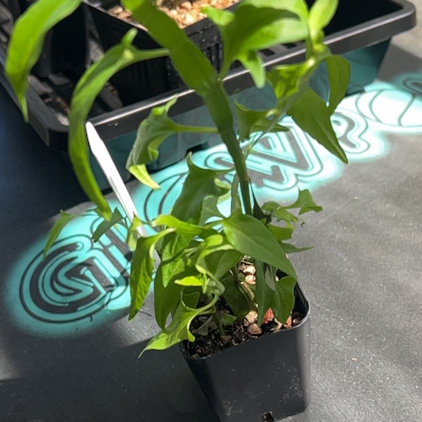 Photo of the plant species Ribbon Bush by @DelicateMira named Rigby on Greg, the plant care app
