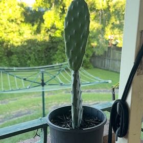 Photo of the plant species Indian Fig by @Flicksy named Henry on Greg, the plant care app