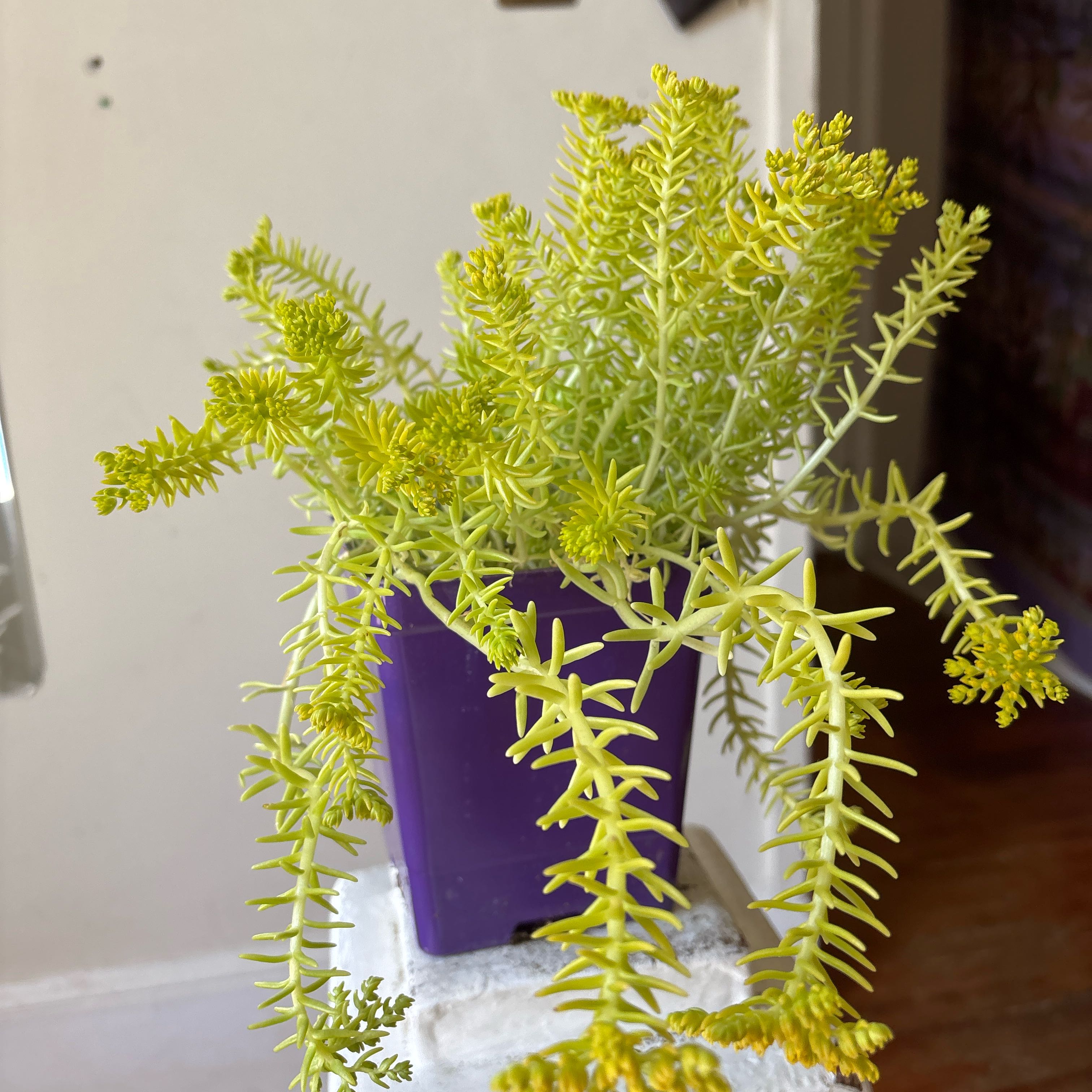 Photo of the plant species Sedum mexicanum 'Lemon Ball' by @FineEdelweiss9 named Hemingway on Greg, the plant care app