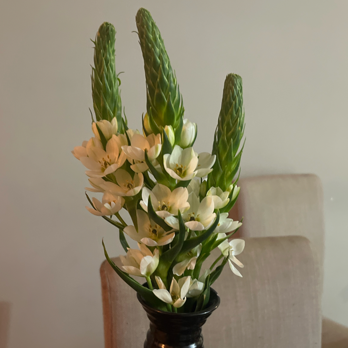 Photo of the plant species Star of Bethlehem by @Polly named Surya on Greg, the plant care app