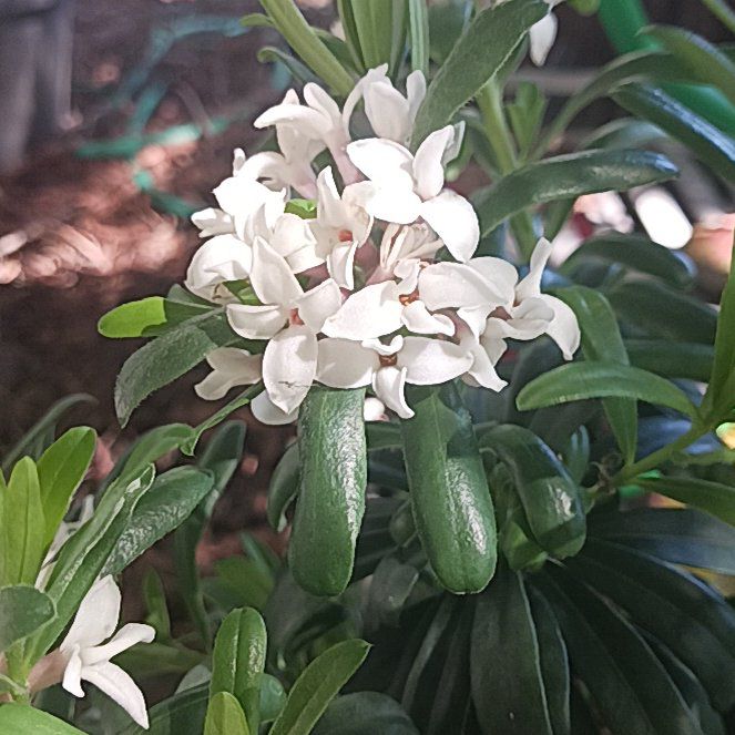 Plant care for Shaggy Sparrow-Wort on Greg, the plant care app