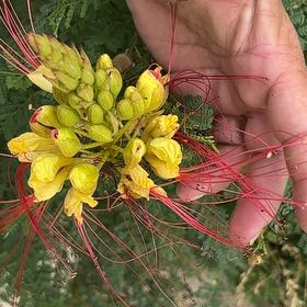 Photo of the plant species Bird-of-Paradise Shrub by @TopTaro76 named Orlando Bloom on Greg, the plant care app