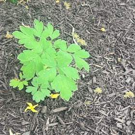 Photo of the plant species Eastern Columbine by @SageMangeao69 named Forrest on Greg, the plant care app
