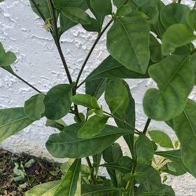 Photo of the plant species Orange Tree by @SlickWildyam33 named Zeus on Greg, the plant care app