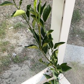 Photo of the plant species Pineapple Orange Tree by @SlickWildyam33 named Emerson on Greg, the plant care app