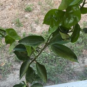 Photo of the plant species Honeybell Orange by @SlickWildyam33 named Cleopatra on Greg, the plant care app