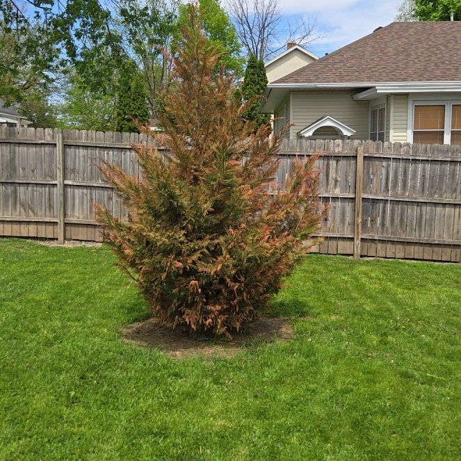 Photo of the plant species Leyland Cypress by @SparklyCaucalis named Marilyn on Greg, the plant care app