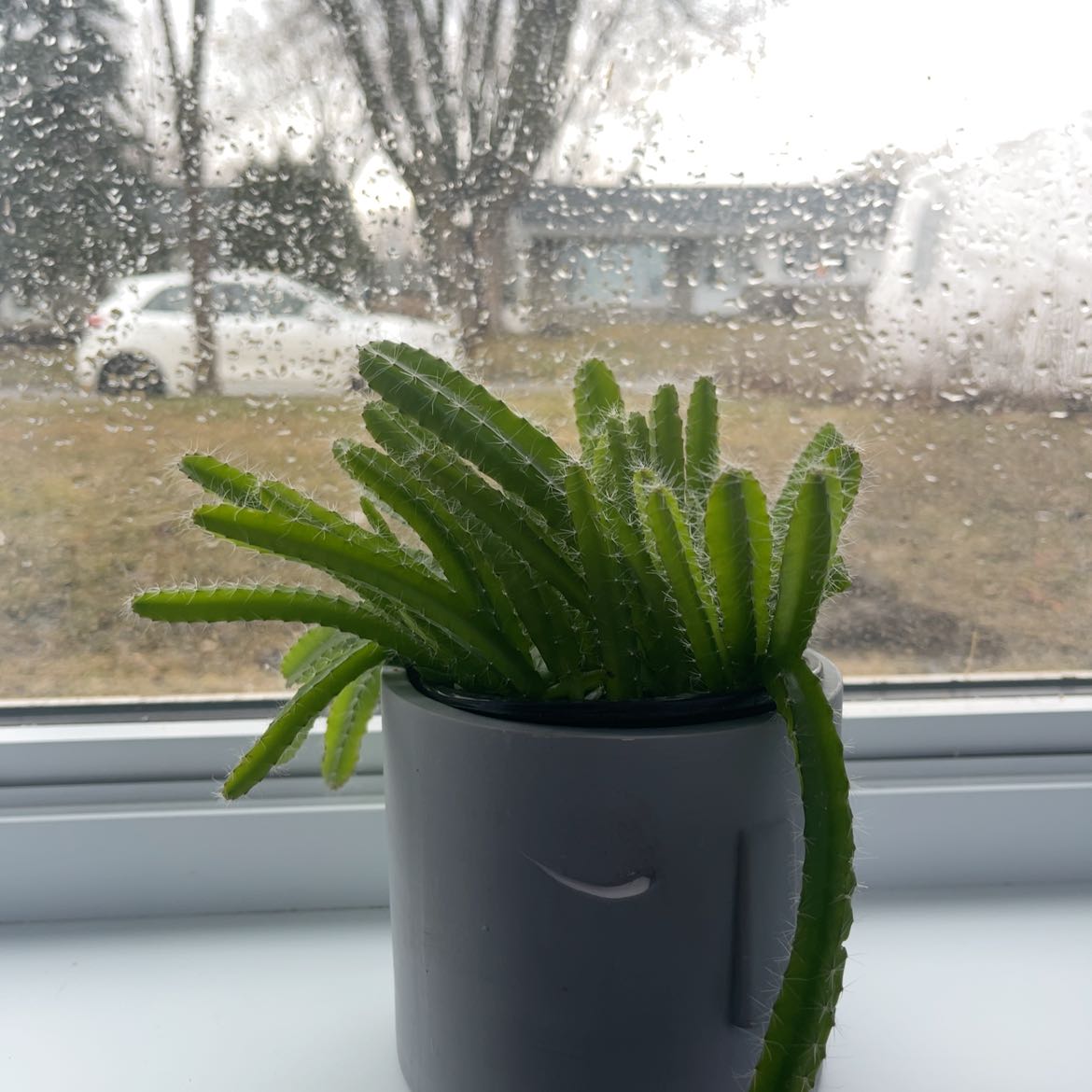 Photo of the plant species Macho Milano by @HandyScarletoak named Homer on Greg, the plant care app