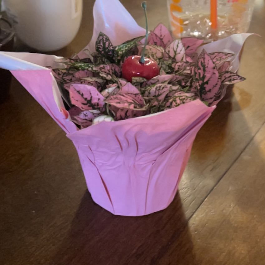 Photo of the plant species Pink Hypoestes by @AlwaysBlusher58 named Madonna on Greg, the plant care app